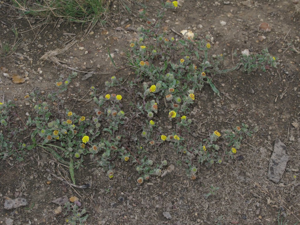 Pulicaria vulgaris